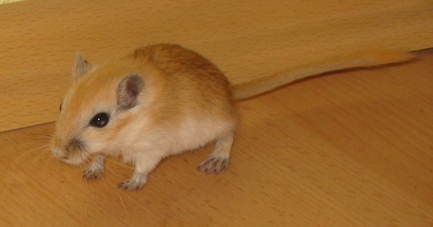 pískomil